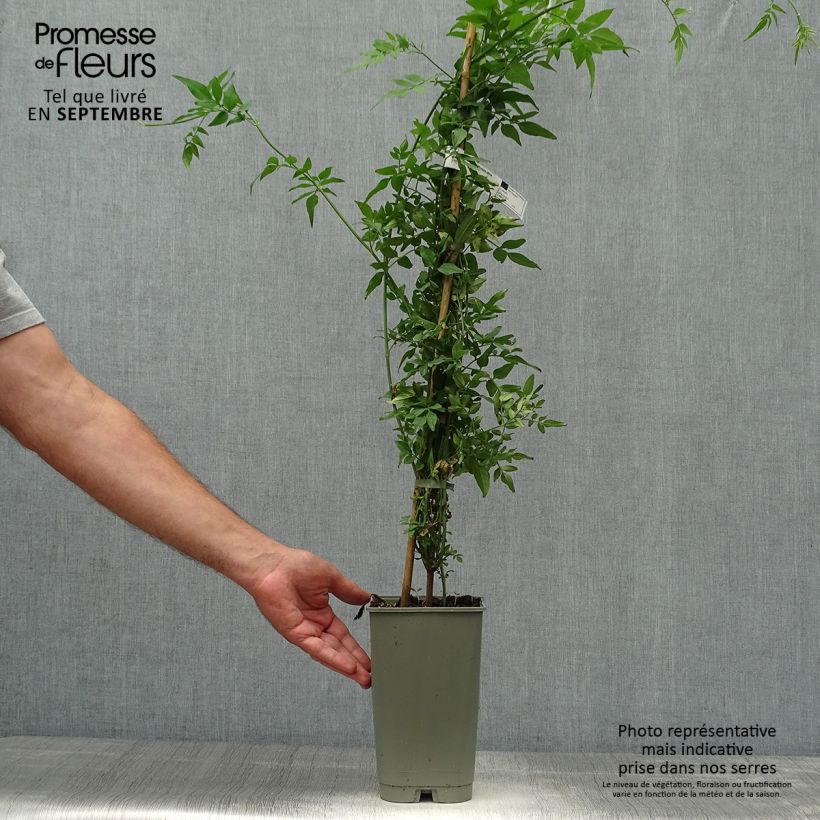Jasminum officinalis Affinis - Common jasmine 3L/4L pot sample as delivered in autumn