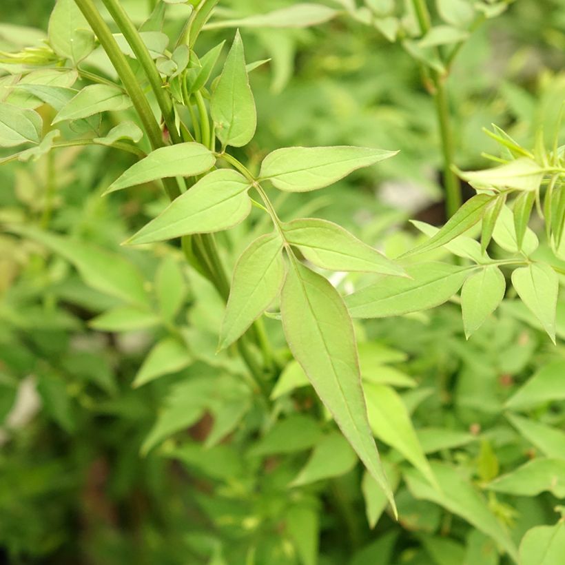 Jasminum officinalis Affinis - Common jasmine (Foliage)
