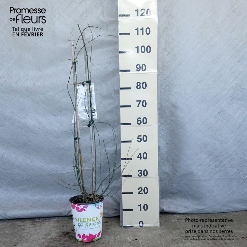 Jasminum officinale - Common jasmine 4L/5L pot sample as delivered in winter