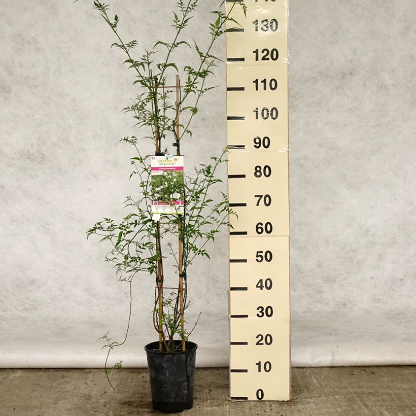 Jasminum officinale - Common jasmine 4L/5L pot sample as delivered in spring