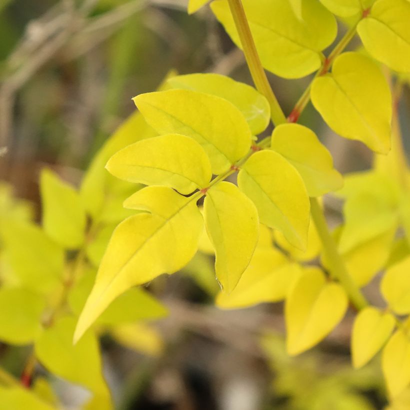 Jasminum officinalis Aureum -  Common Jasmine (Foliage)