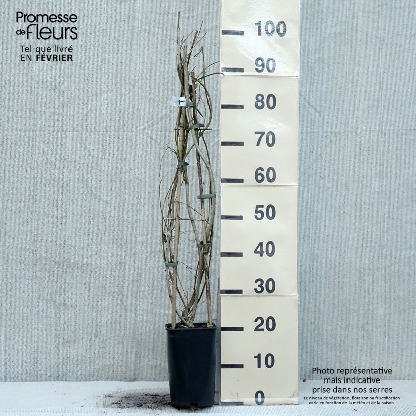 Jasminum mesnyi - Primrose Jasmine 2L/3L pot sample as delivered in winter