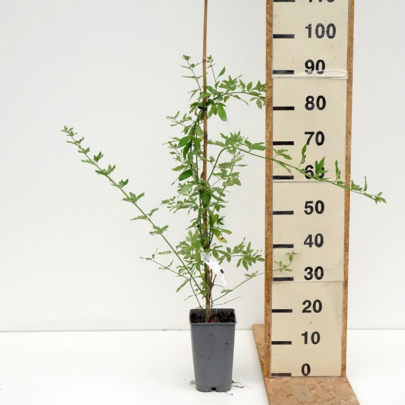 Jasminum mesnyi - Primrose Jasmine 2L/3L pot sample as delivered in summer