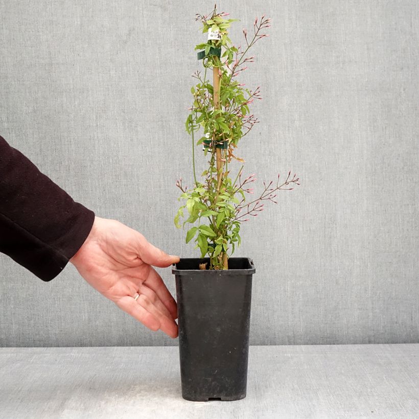 Jasminum Starry Night 1.5L/2L pot sample as delivered in spring