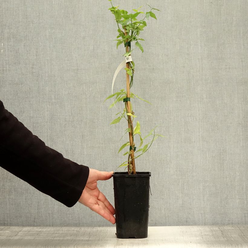 Jasminum stephanense Starry Starry Summer Scent 1.5L/2L pot sample as delivered in autumn