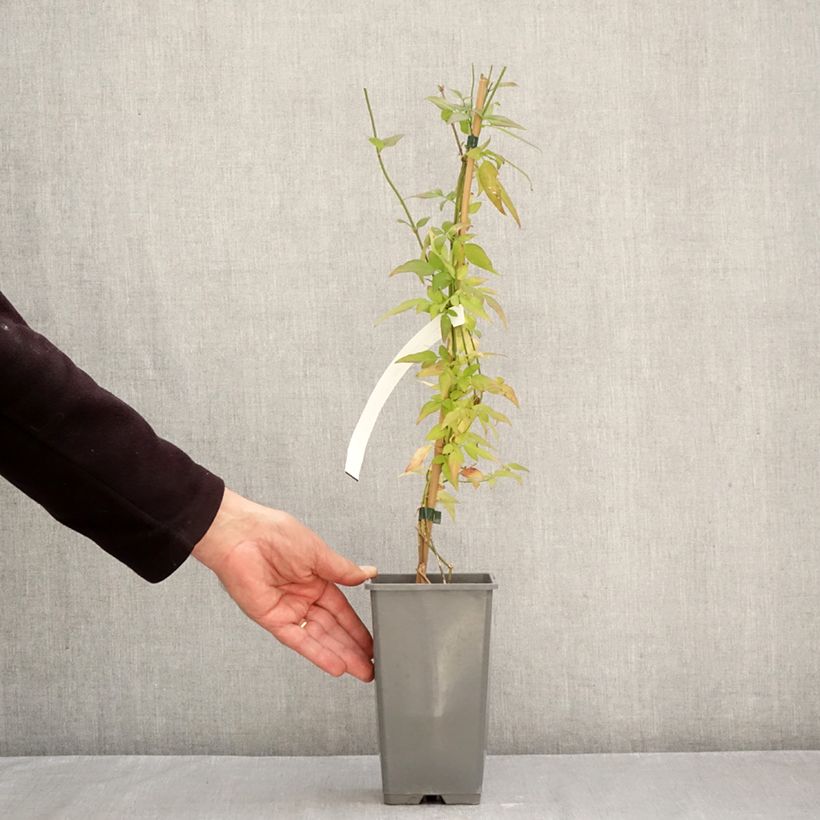 Jasminum stephanense Starry Starry Summer Scent 1.5L/2L pot sample as delivered in autumn