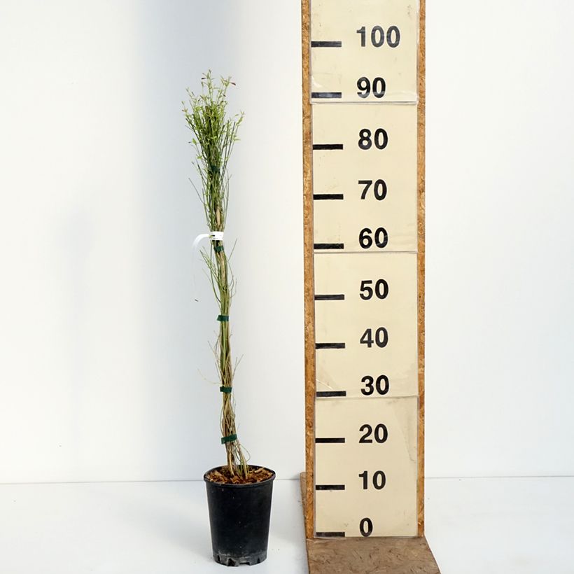 Jasminum stephanense Starry Starry Summer Scent 1.5L/2L pot sample as delivered in spring