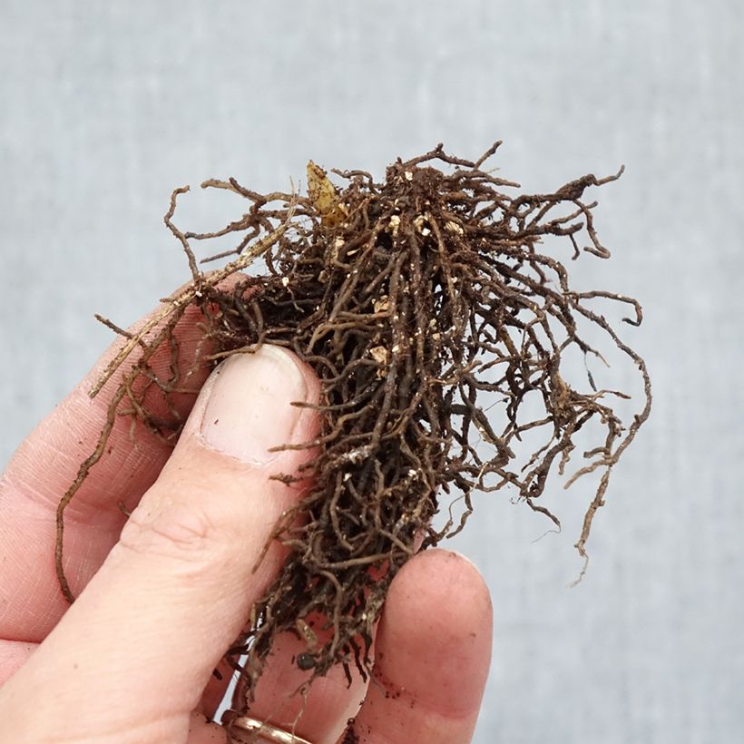 Jeffersonia diphylla Bare root sample as delivered in winter
