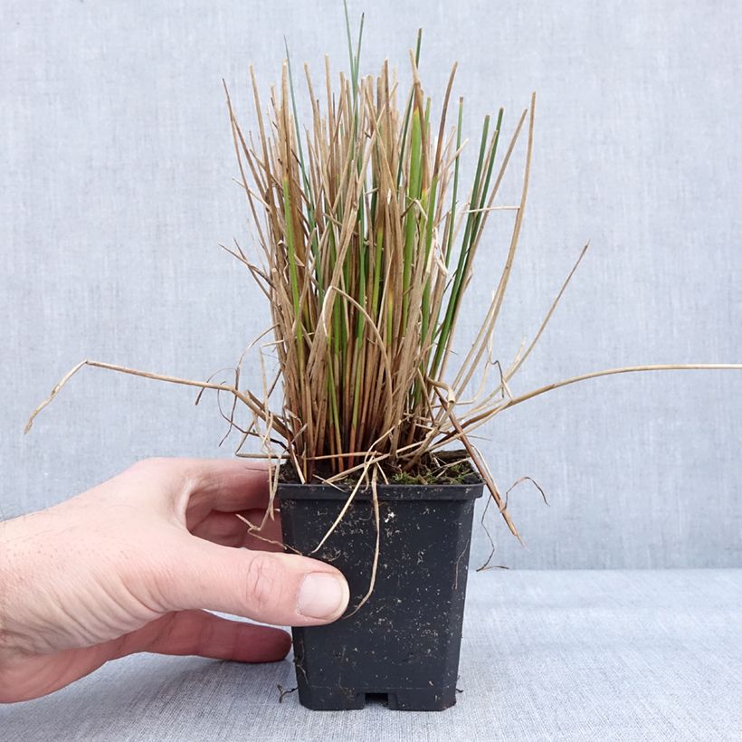 Juncus effusus 8/9 cm pot sample as delivered in winter