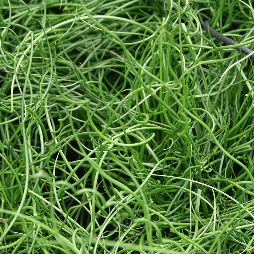 Juncus effusus 'Spiralis' (Foliage)