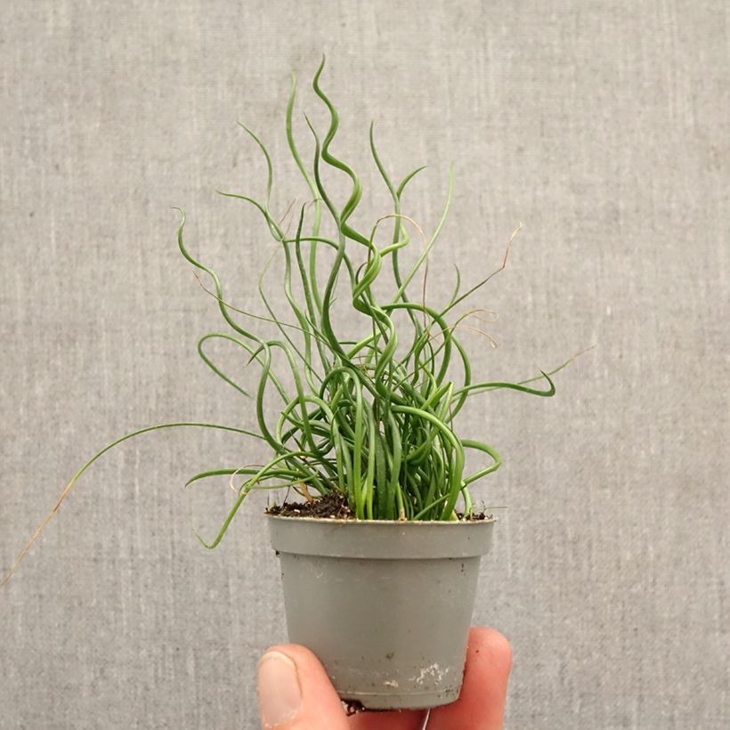 Juncus effusus 'Spiralis' mini plant sample as delivered in spring