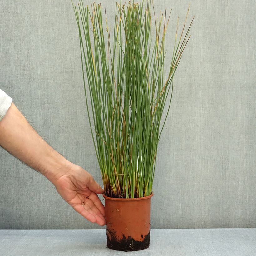Juncus inflexus Blue Arrows 1L/1.5L pot sample as delivered in autumn