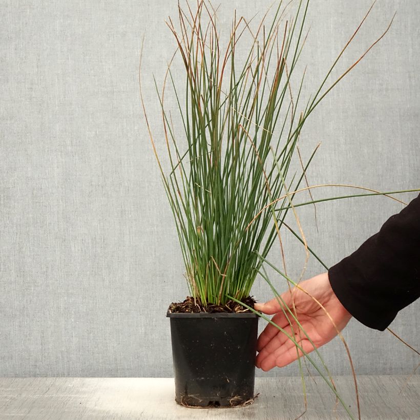 Juncus inflexus Blue Arrows 2L/3L pot sample as delivered in spring