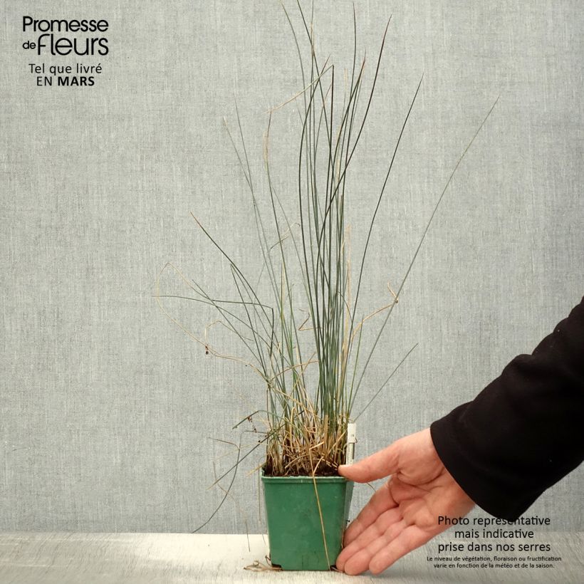 Juncus inflexus Blue Dart 8/9 cm pot sample as delivered in spring