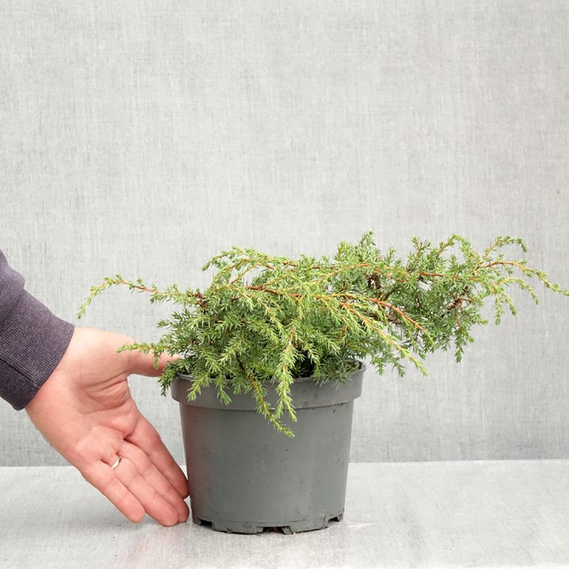 Juniperus communis var. hemisphera Hornibrookii 1.5L/2L pot sample as delivered in autumn