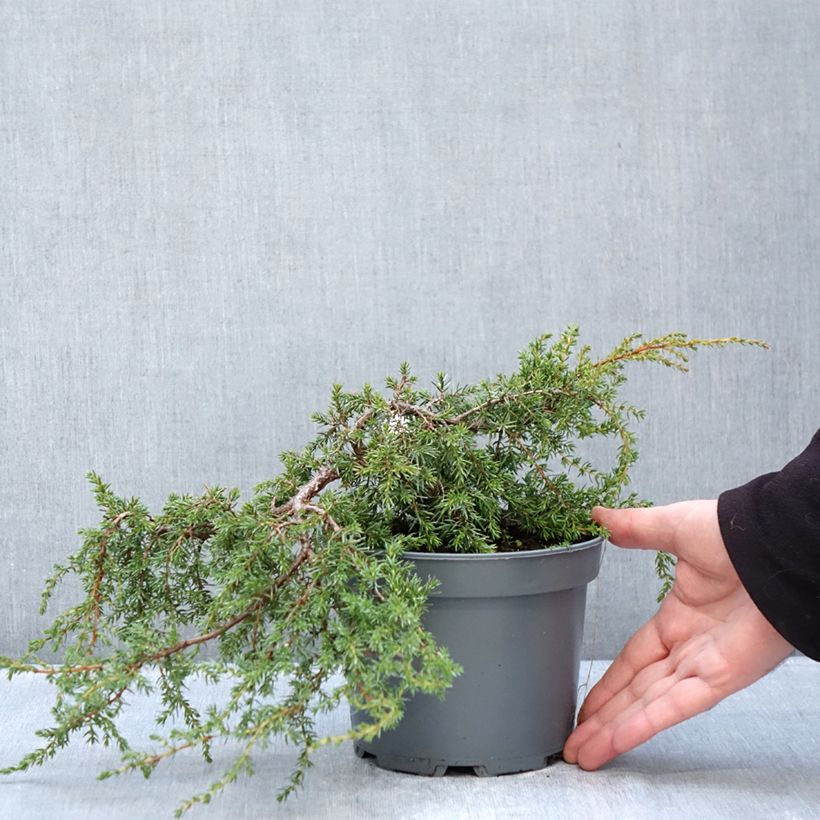 Juniperus communis var. hemisphera Hornibrookii 1.5L/2L pot sample as delivered in winter