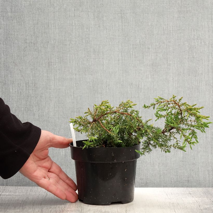 Juniperus communis var. hemisphera Hornibrookii 1.5L/2L pot sample as delivered in spring