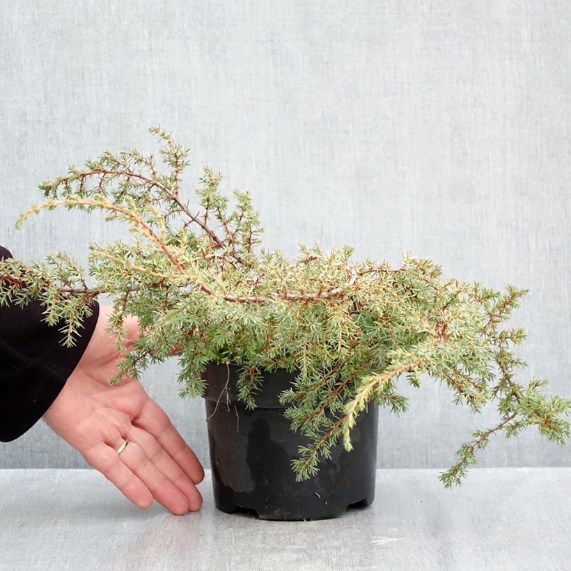 Juniperus communis var. hemisphera Hornibrookii 2L/3L pot sample as delivered in autumn