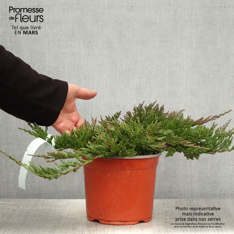 Juniperus horizontalis Blue Chip 2L/3L pot, Standard sample as delivered in spring