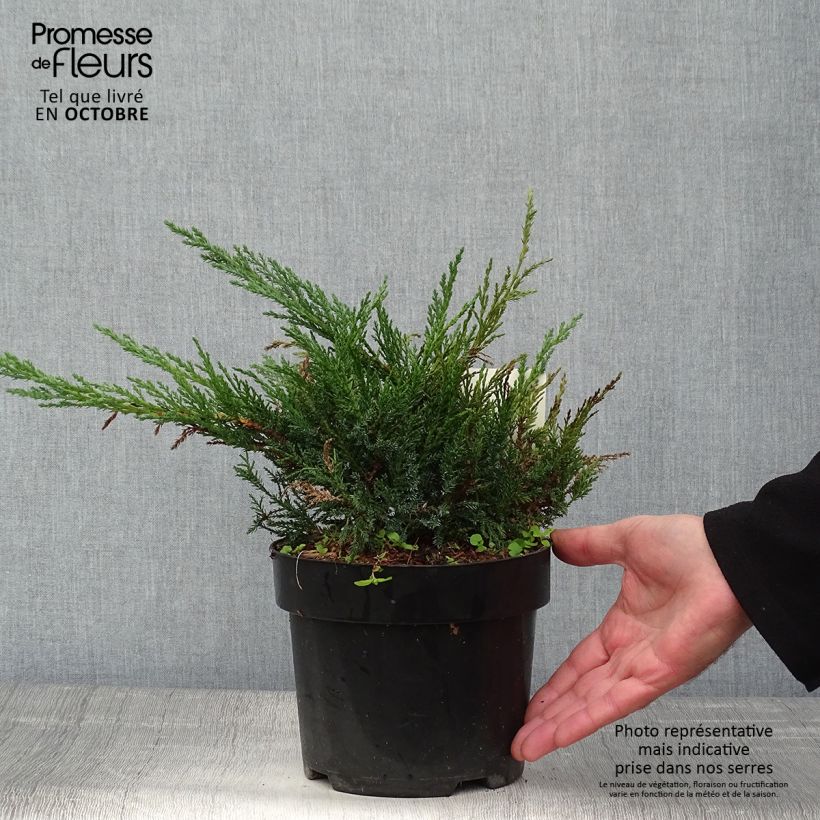 Juniperus sabina Tamariscifolia 2L/3L pot sample as delivered in autumn