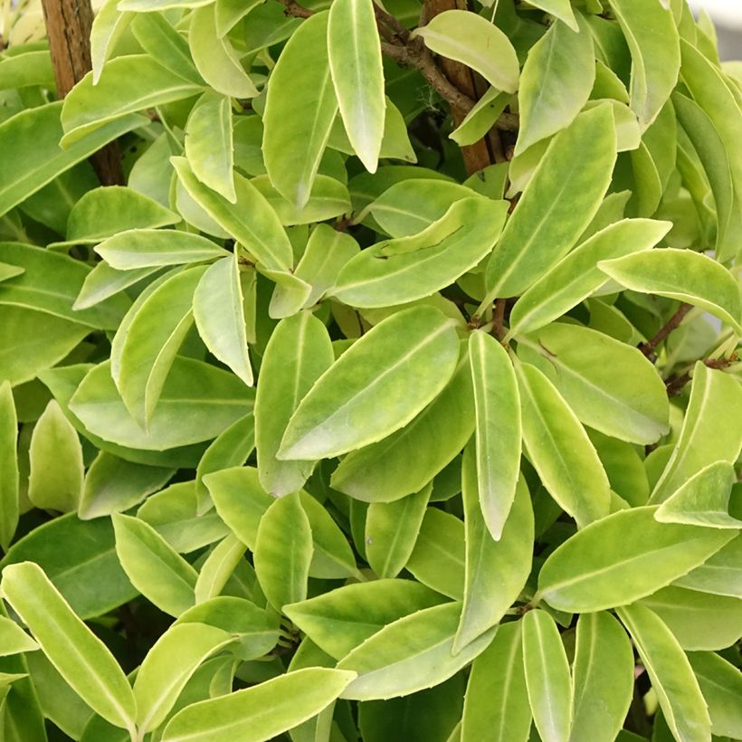 Kadsura japonica  (Foliage)
