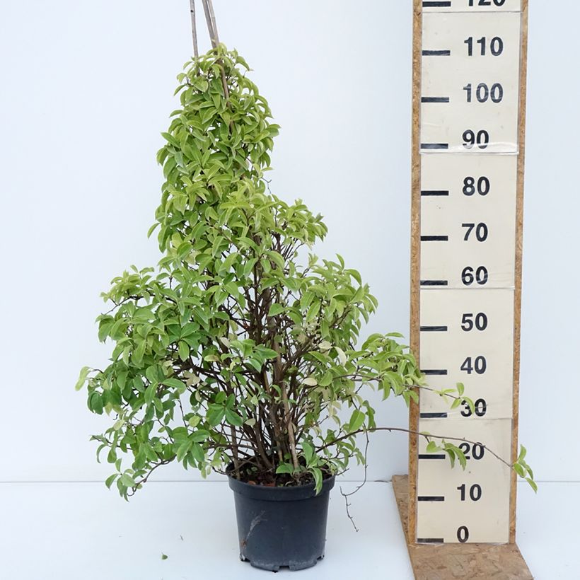 Kadsura japonica  6L/7L pot sample as delivered in autumn