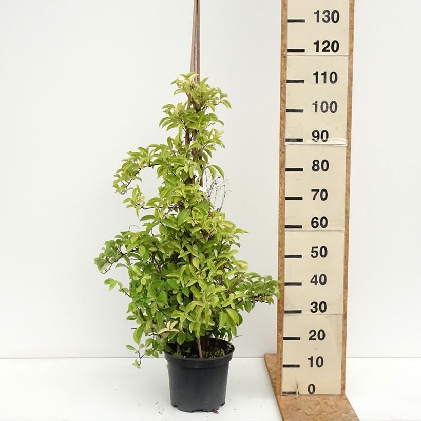 Kadsura japonica  6L/7L pot sample as delivered in summer