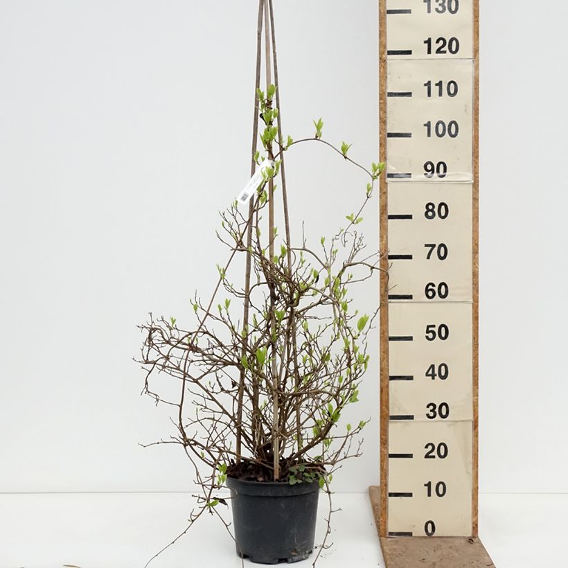 Kadsura japonica  6L/7L pot sample as delivered in spring