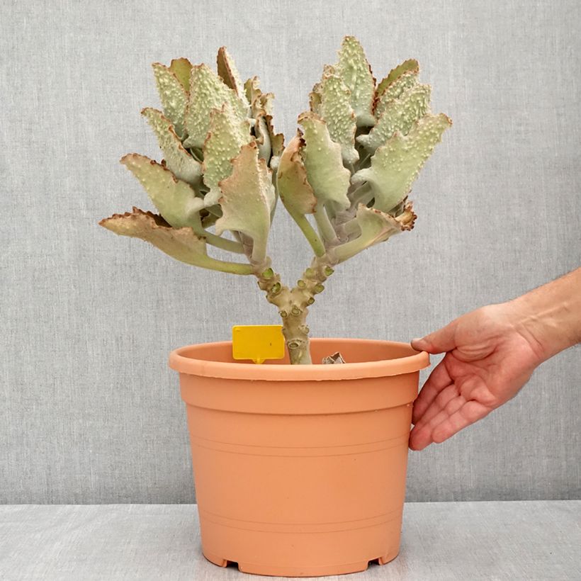 Kalanchoe beharensis Fang - Felt plant 7.5L/10L pot sample as delivered in summer