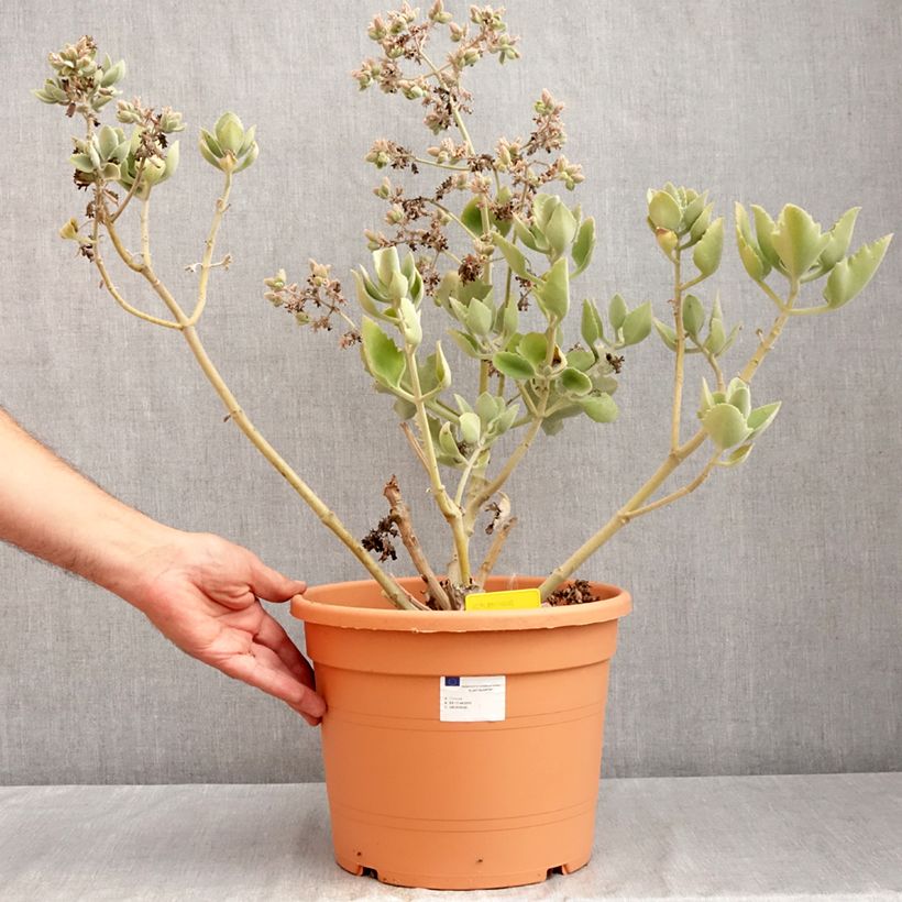 Kalanchoe Oak Leaf  7.5L/10L pot sample as delivered in summer