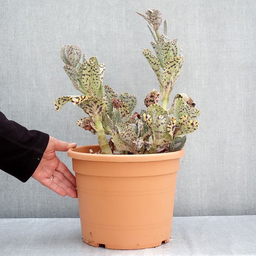 Kalanchoe marmorata - Penwiper 7.5L/10L pot sample as delivered in autumn