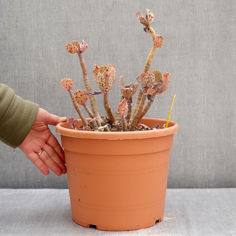 Kalanchoe marmorata - Penwiper 7.5L/10L pot sample as delivered in winter