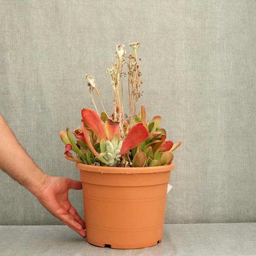 Kalanchoe luciae Oricula 7.5L/10L pot sample as delivered in summer