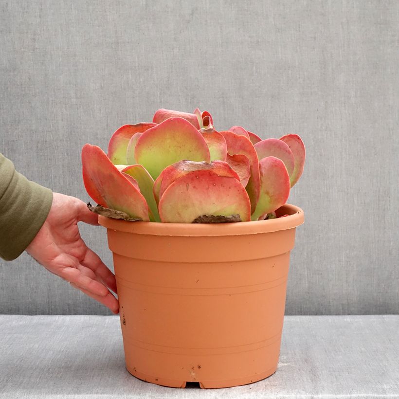 Kalanchoe thyrsiflora - Paddle plant 7.5L/10L pot sample as delivered in winter
