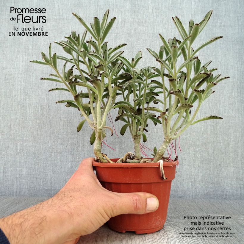 Kalanchoe tomentosa 12cm pot sample as delivered in autumn