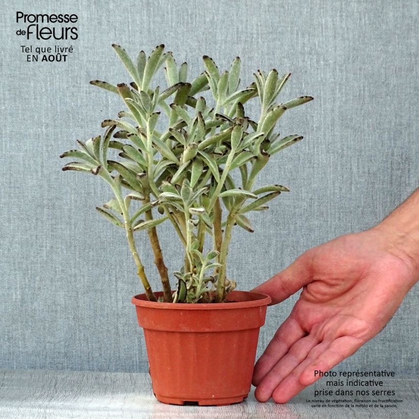 Kalanchoe tomentosa 12cm pot sample as delivered in summer
