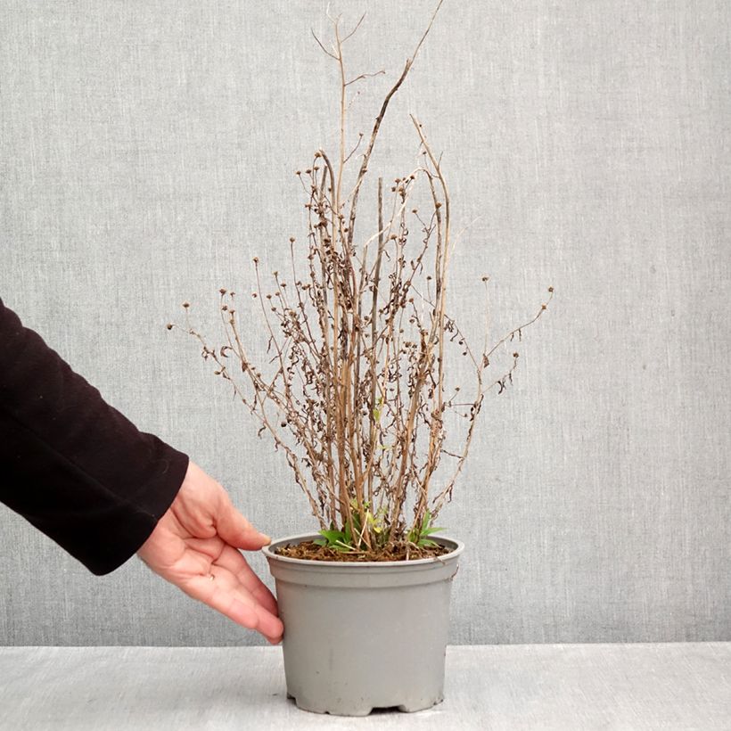 Kalimeris incisa Charlotte 2L/3L pot sample as delivered in autumn