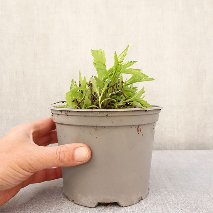 Kalimeris incisa Charlotte 2L/3L pot sample as delivered in spring