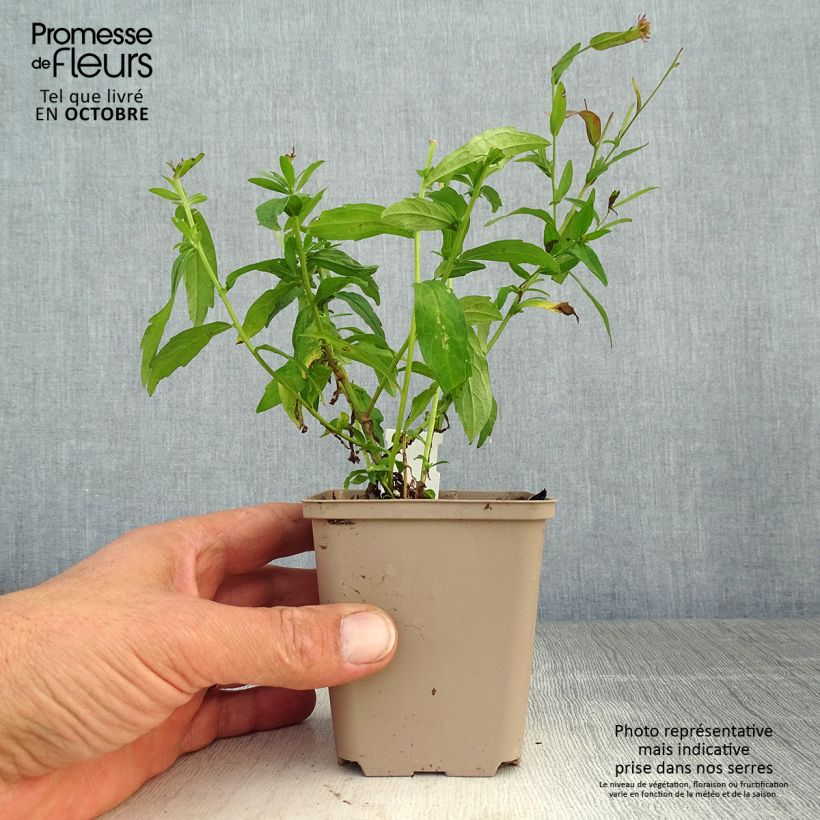 Kalimeris incisa Madiva 8/9 cm pot sample as delivered in autumn