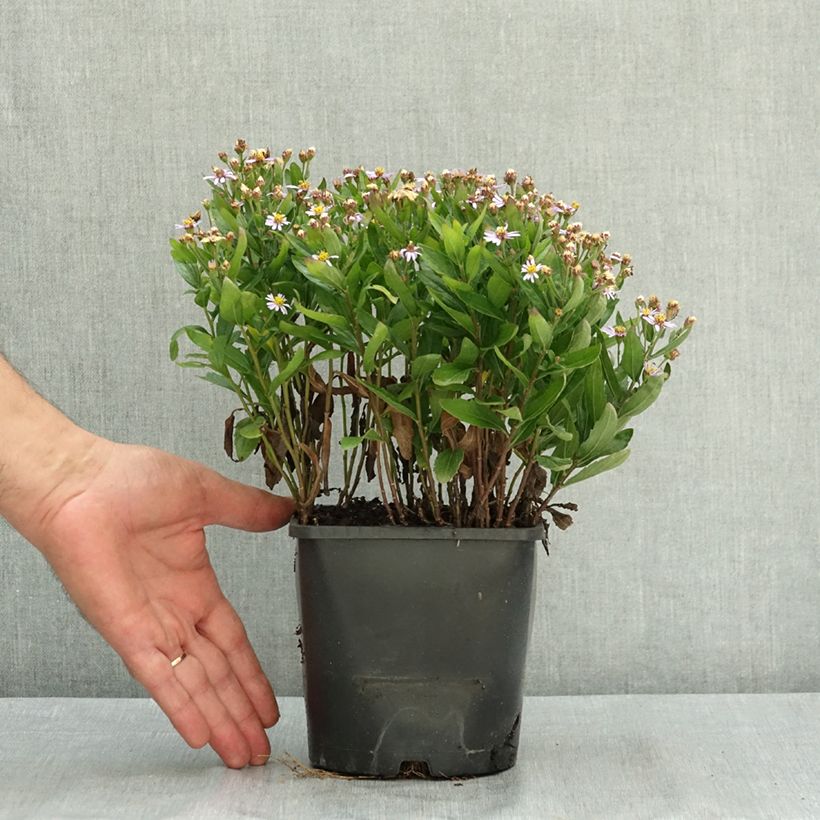 Kalimeris incisa Nana Blue Pot de 2L/3L sample as delivered in summer