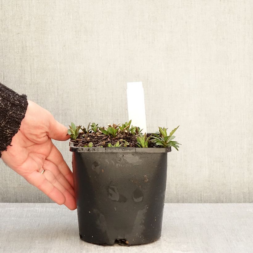 Kalimeris incisa Nana Blue 2L/3L pot sample as delivered in winter