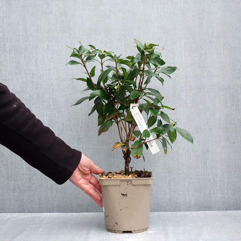 Kalmia latifolia Ideal - Mountain Laurel 3L/4L pot sample as delivered in autumn