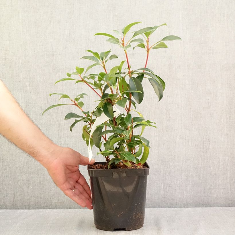 Kalmia latifolia Keepsake - Mountain Laurel 2L/3L pot sample as delivered in summer