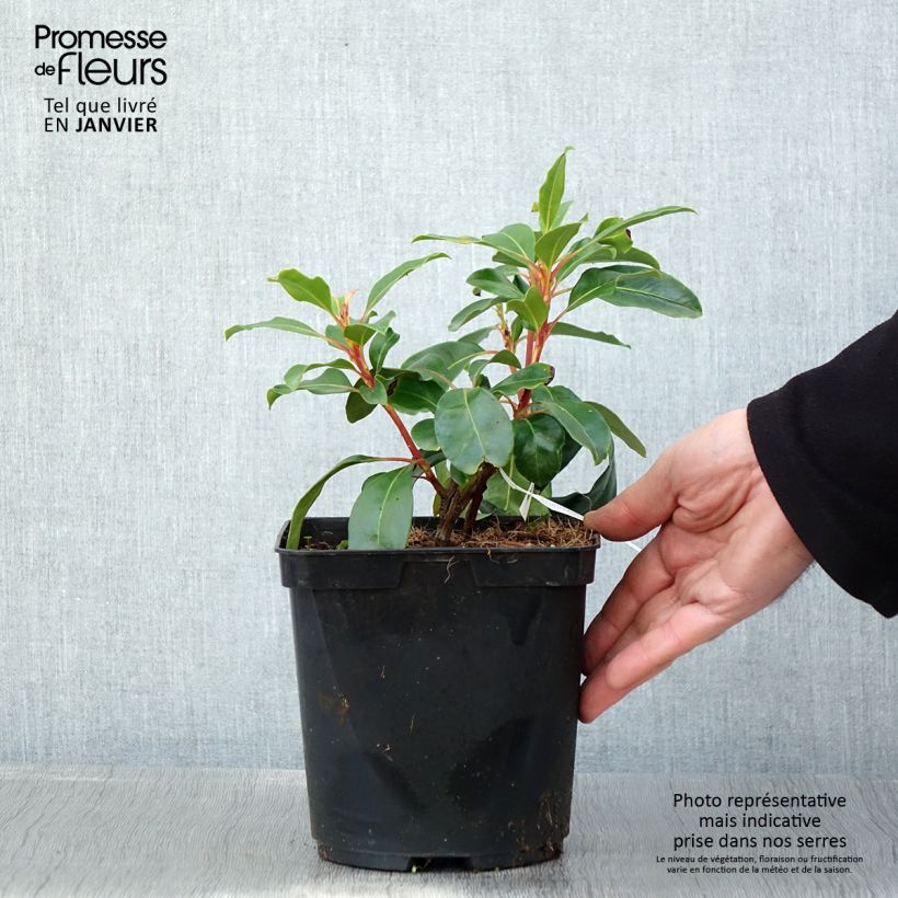 Kalmia latifolia Keepsake - Mountain Laurel 2L/3L pot sample as delivered in winter