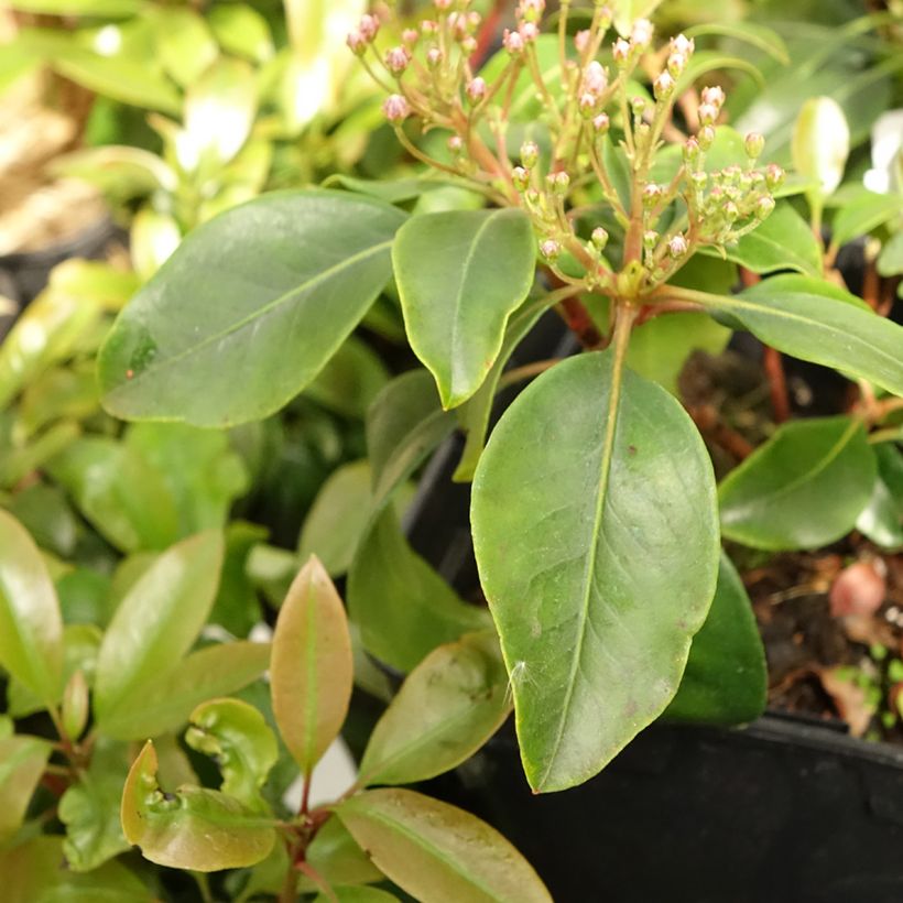 Kalmia latifolia Keepsake - Mountain Laurel (Foliage)