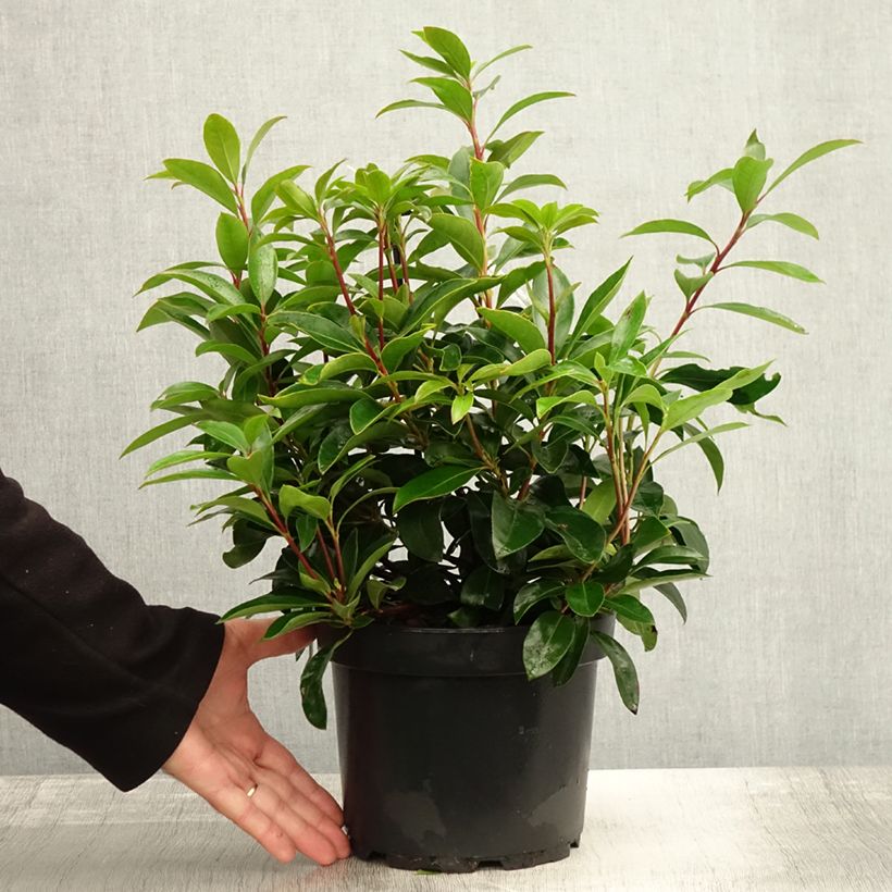 Kalmia latifolia Peppermint - Mountain Laurel 3L/4L pot sample as delivered in autumn