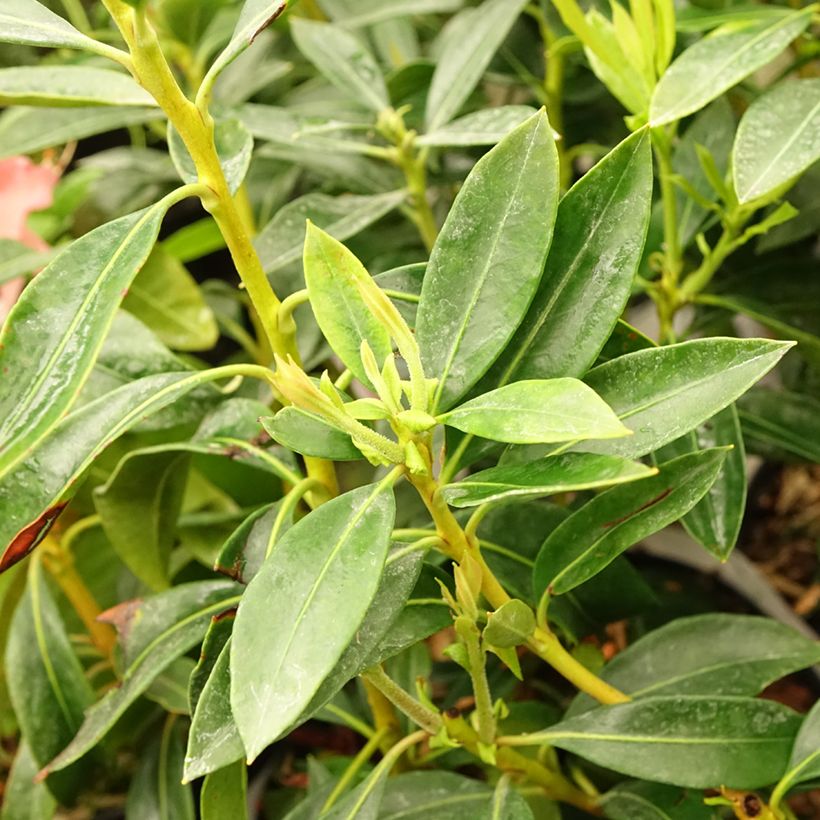 Kalmia latifolia Pinwheel - Mountain Laurel (Foliage)