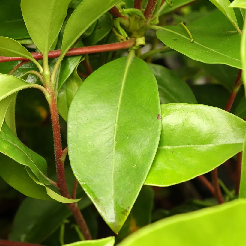 Kalmia latifolia Windmill - Mountain Laurel (Foliage)