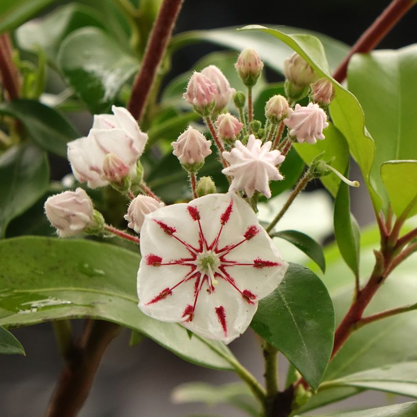 Kalmia latifolia Windmill - Mountain Laurel (Flowering)