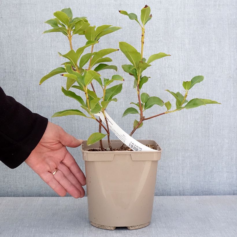 Kalmia latifolia Windmill - Mountain Laurel 3L/4L pot sample as delivered in spring